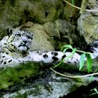 Schneeleopard im Kölner Zoo