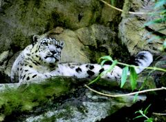 Schneeleopard im Kölner Zoo