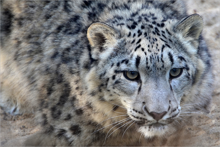 Schneeleopard im Krefelder Zoo 1