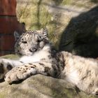 Schneeleopard im Krefelder Zoo