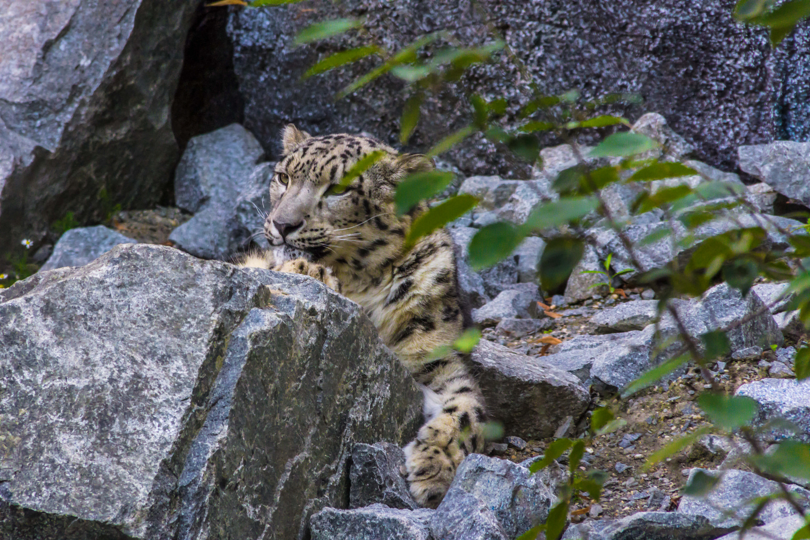 Schneeleopard im Leipziger Zoo