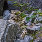 Schneeleopard im Leipziger Zoo