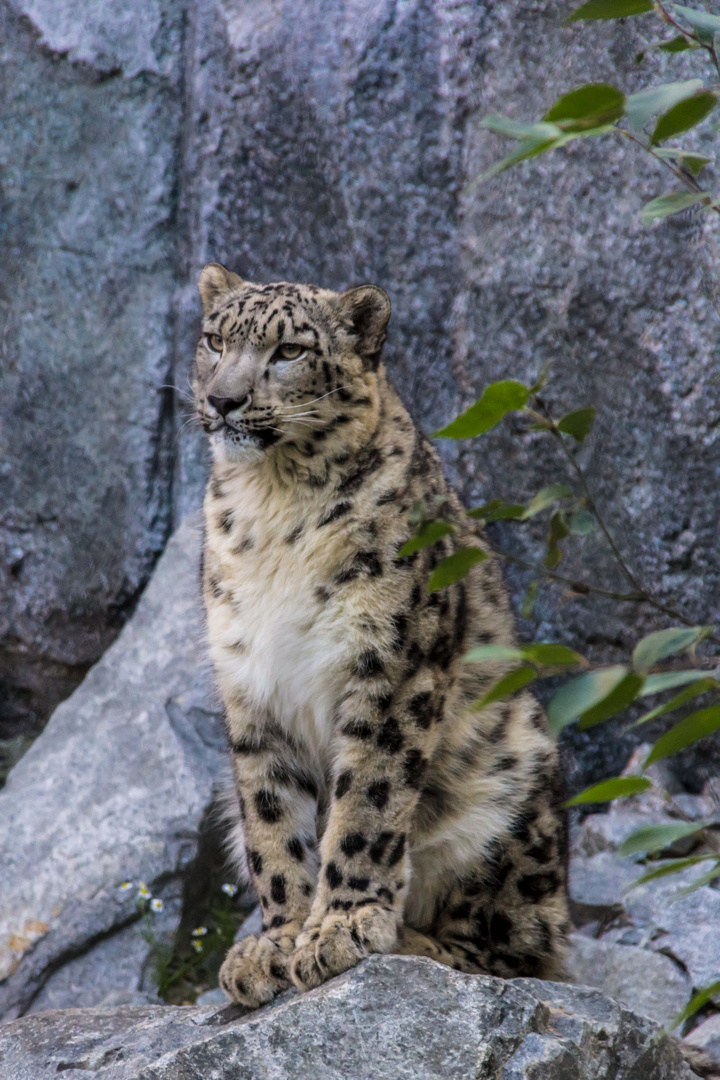 Schneeleopard im Leipziger Zoo