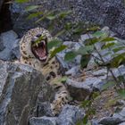 Schneeleopard im Leipziger Zoo