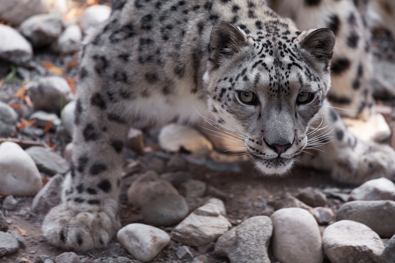 Schneeleopard im Leipziger Zoo