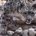 Schneeleopard im Leipziger Zoo