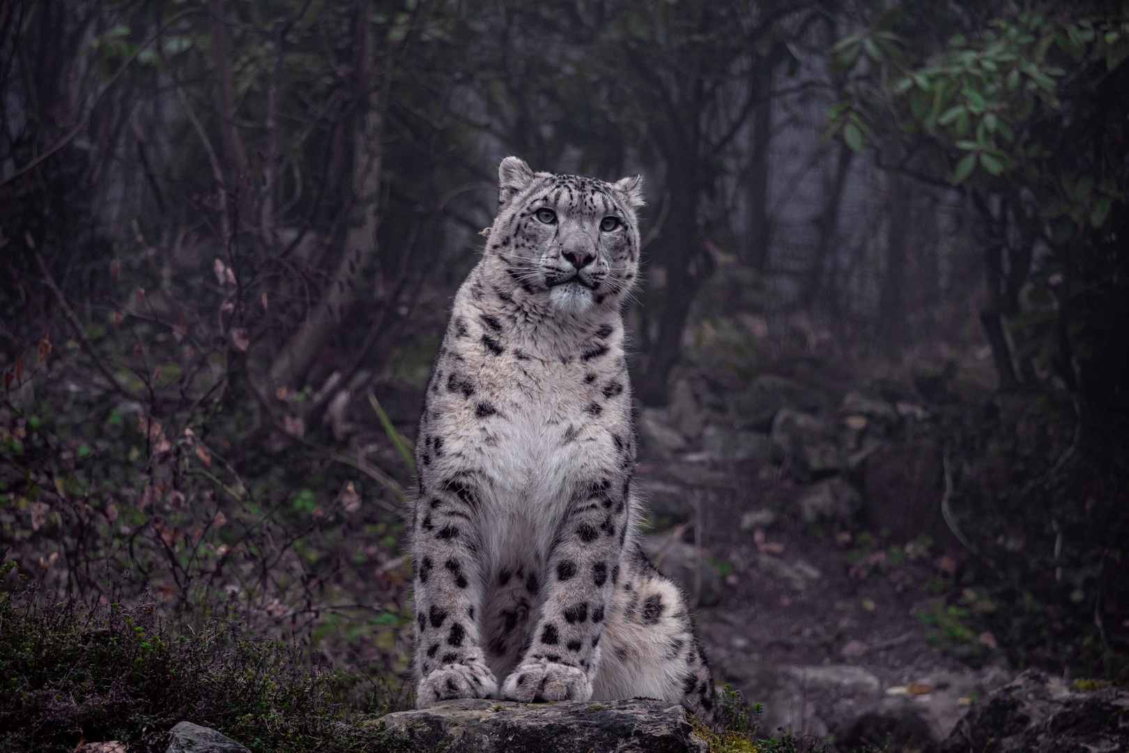 Schneeleopard im Nebel