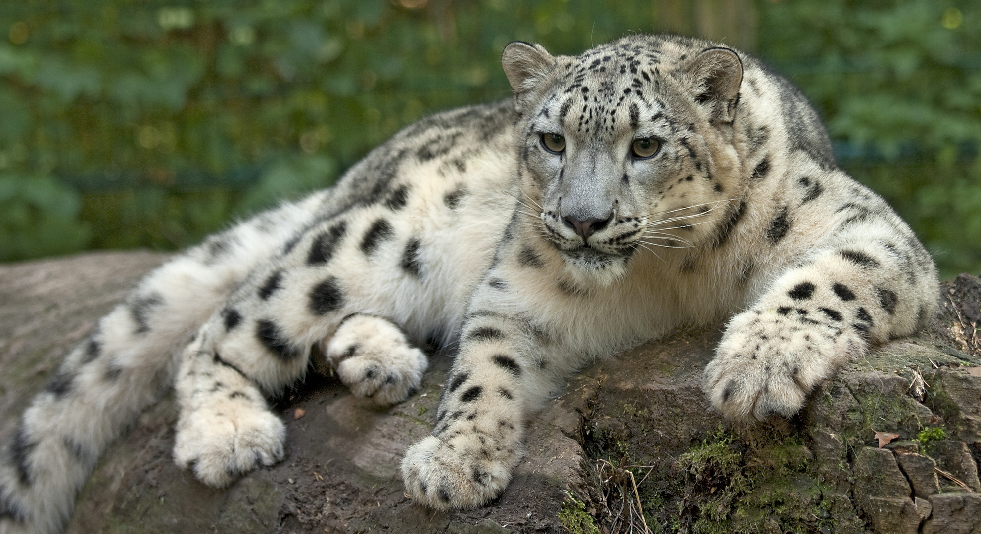 Schneeleopard im Nürnberger Tiergarten