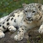 Schneeleopard im Nürnberger Tiergarten