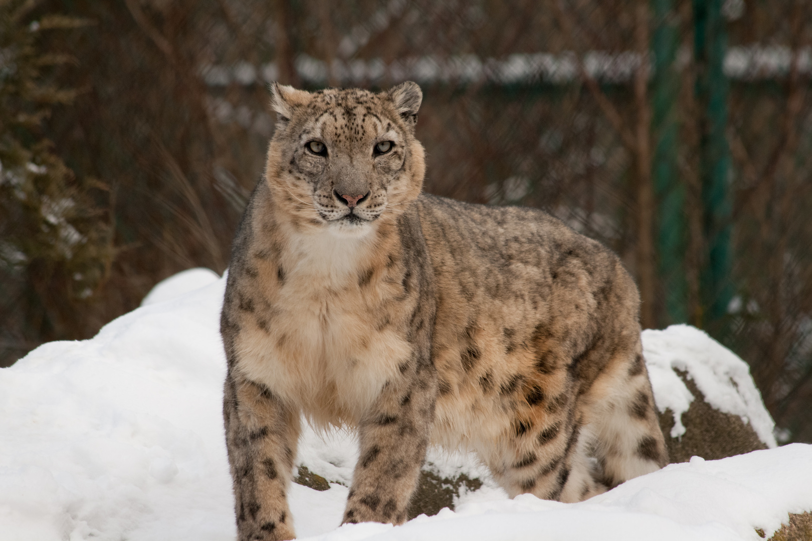 Schneeleopard im Schnee!