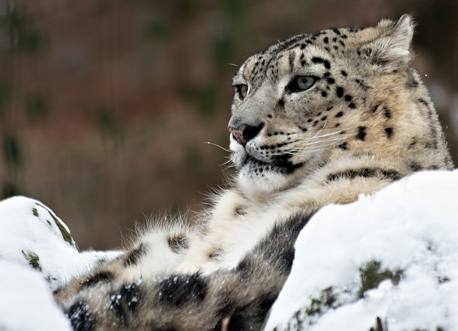 Schneeleopard im Schnee