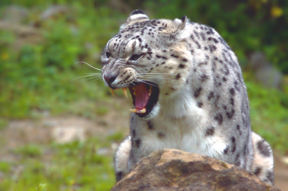 Schneeleopard im Sommer