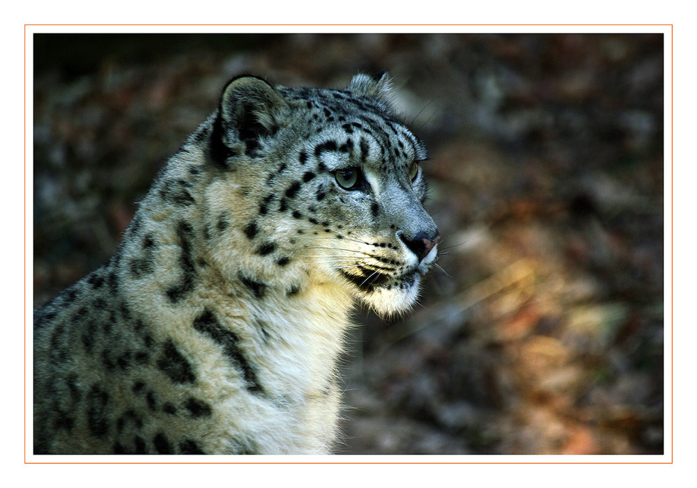 Schneeleopard im Tiergarten Nbg.