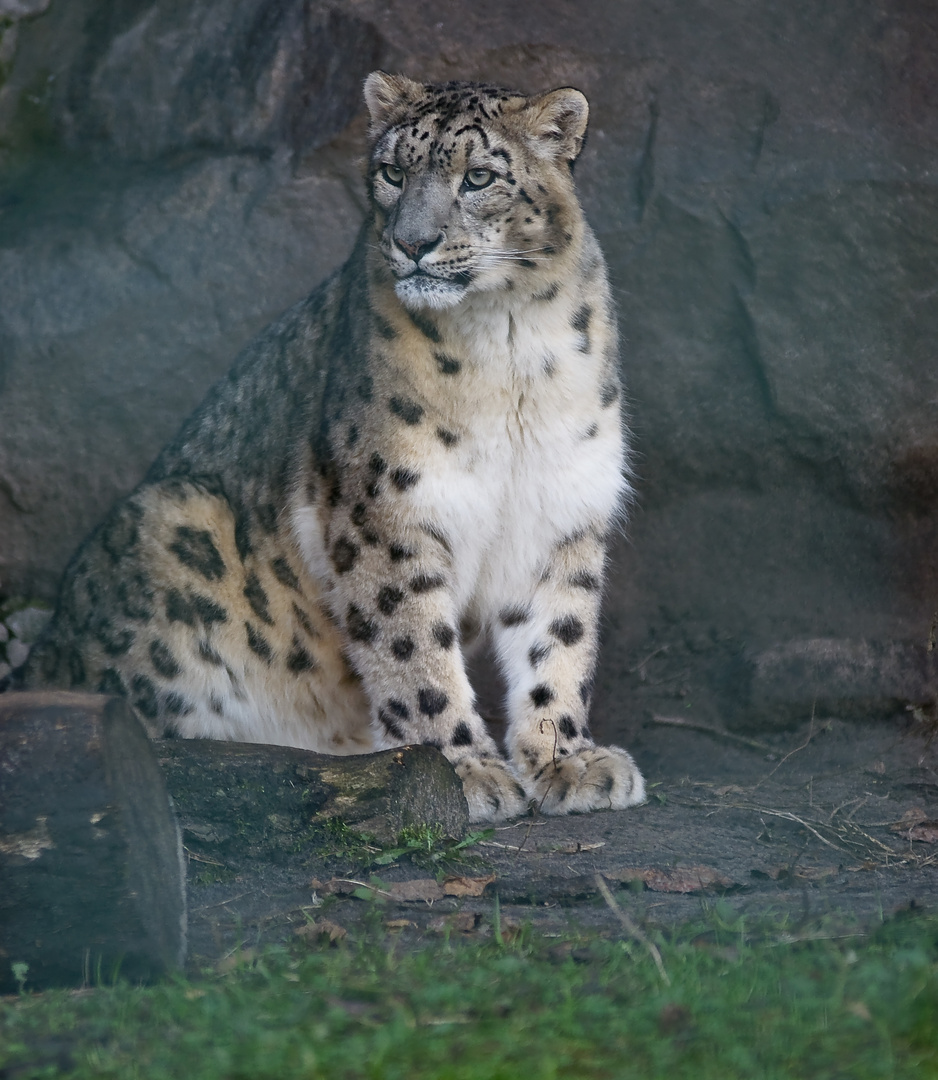 Schneeleopard im Tierpark Berlin