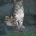 Schneeleopard im Tierpark Berlin