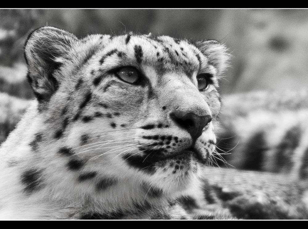 Schneeleopard im Zoo Basel