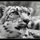 Schneeleopard im Zoo Basel