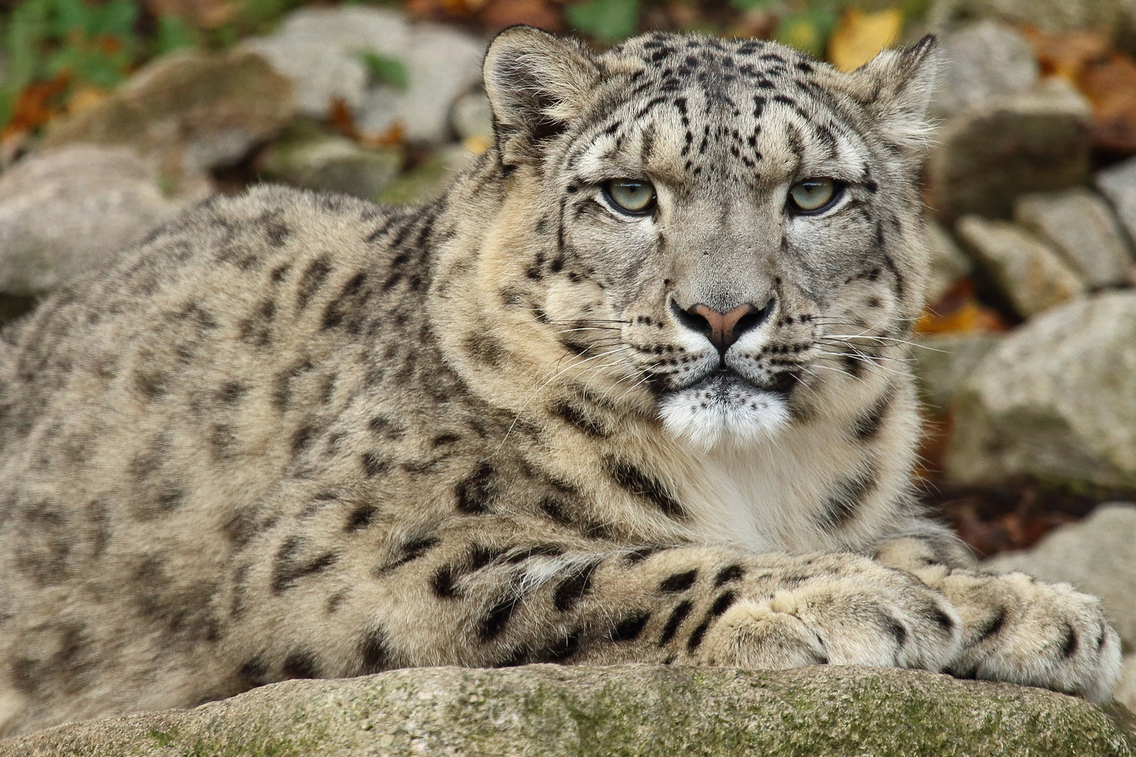 Schneeleopard im Zoo Karlsruhe