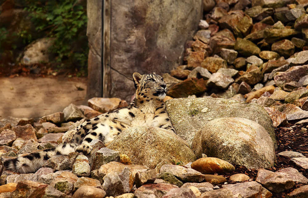 Schneeleopard im Zoo Karlsruhe