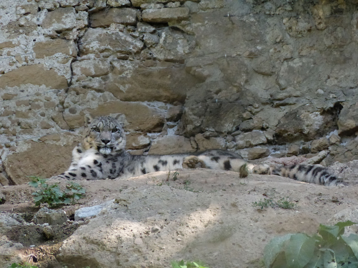 Schneeleopard im Zoo Salzburg