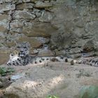 Schneeleopard im Zoo Salzburg