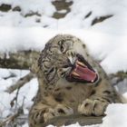 Schneeleopard im Zoo Zürich 