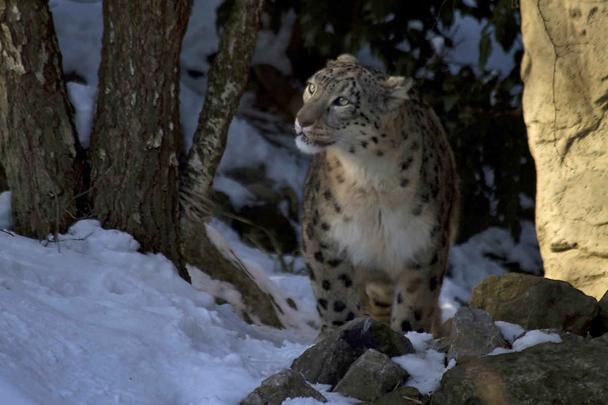 Schneeleopard im Zoo Zürich