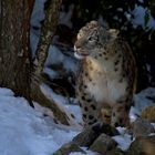 Schneeleopard im Zoo Zürich