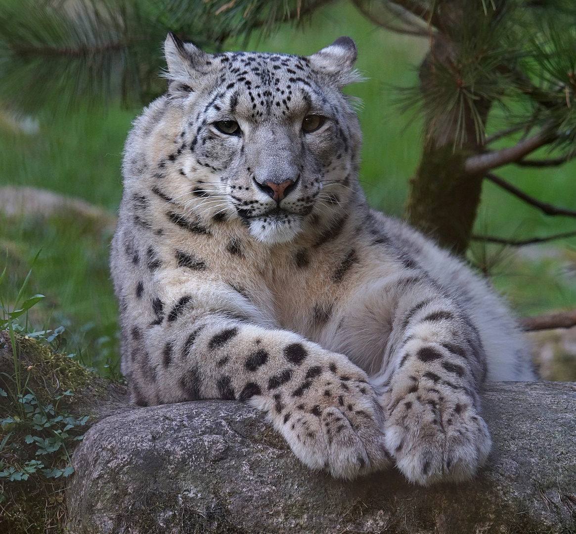 Schneeleopard in Beobachterposition