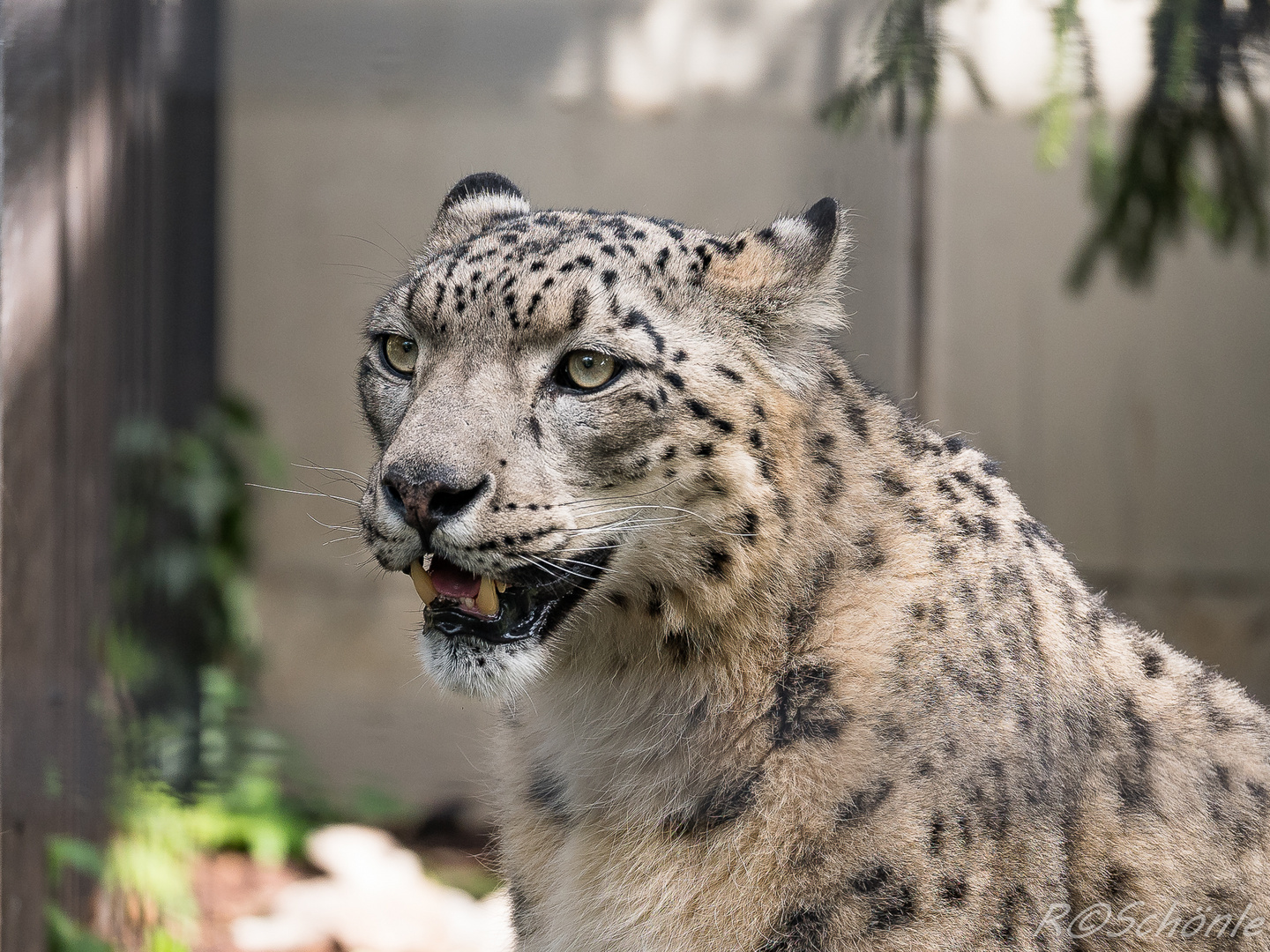 Schneeleopard in der Wilhelma Stuttgart