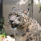 Schneeleopard in der Wilhelma Stuttgart