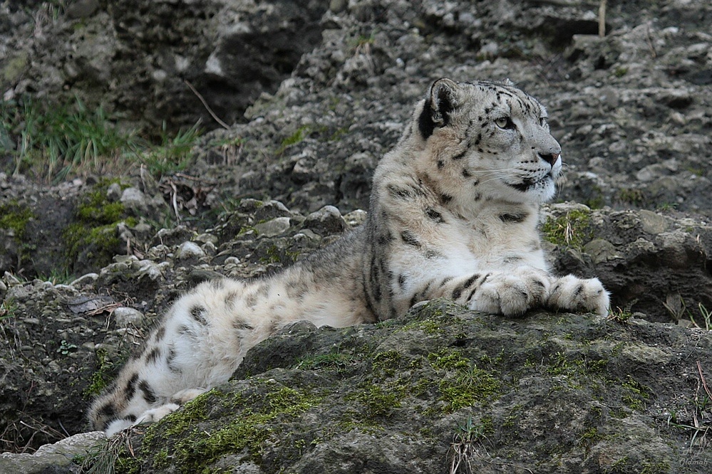 Schneeleopard in Hellbrunn