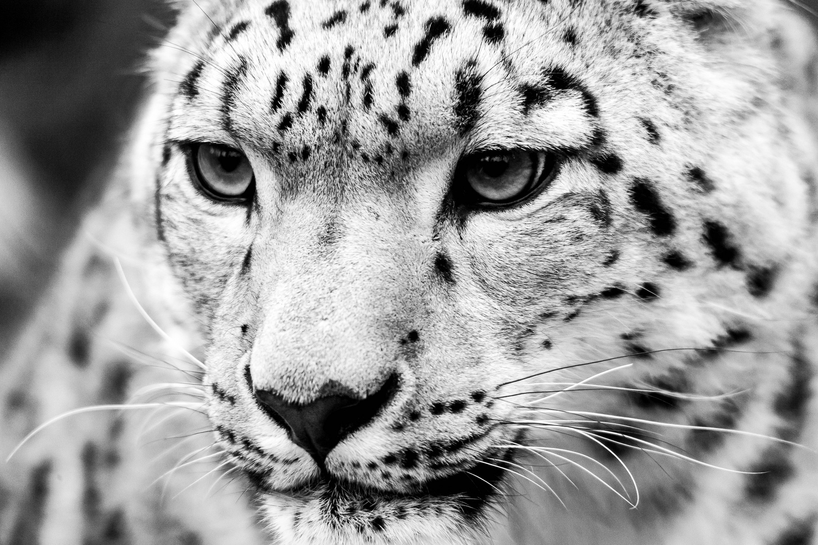 Schneeleopard In Schwarz Weiss Foto Bild Natur Zoo Tiere Bilder Auf Fotocommunity