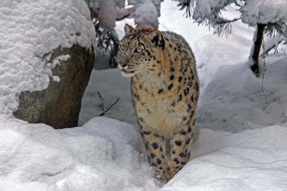 Schneeleopard in seinem Element