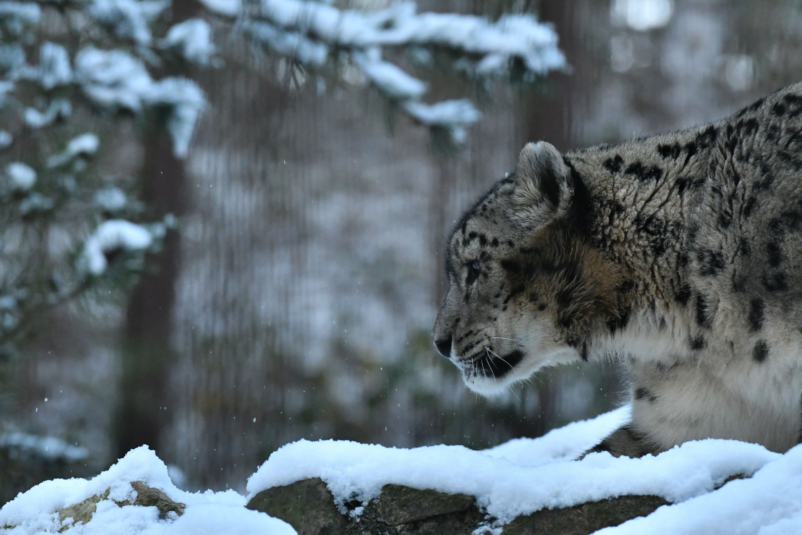 Schneeleopard In Seinem Element