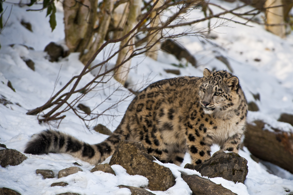 Schneeleopard in seinem Element (Reloaded)