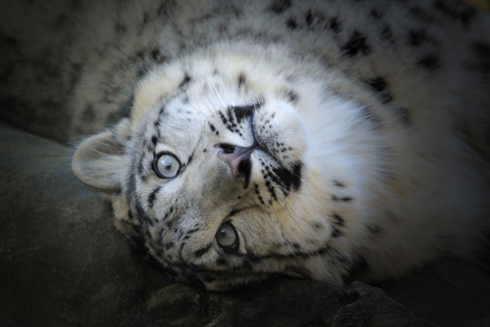 Schneeleopard (Irbis) 1 Zoo Krefeld