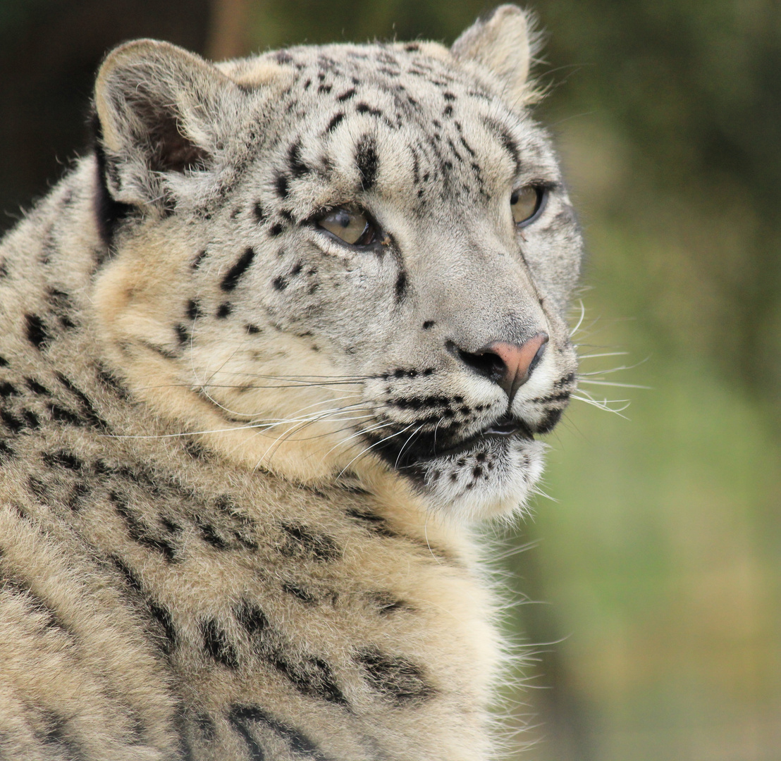 Schneeleopard (Irbis) Zoo Krefeld