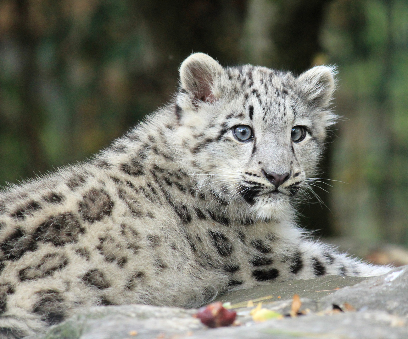 Schneeleopard (Irbis) Zoo Krefeld