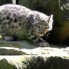 Schneeleopard-Jungtier auf Entdeckungstour