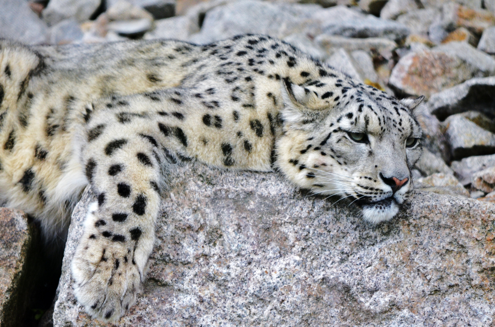 Schneeleopard Kater Assam