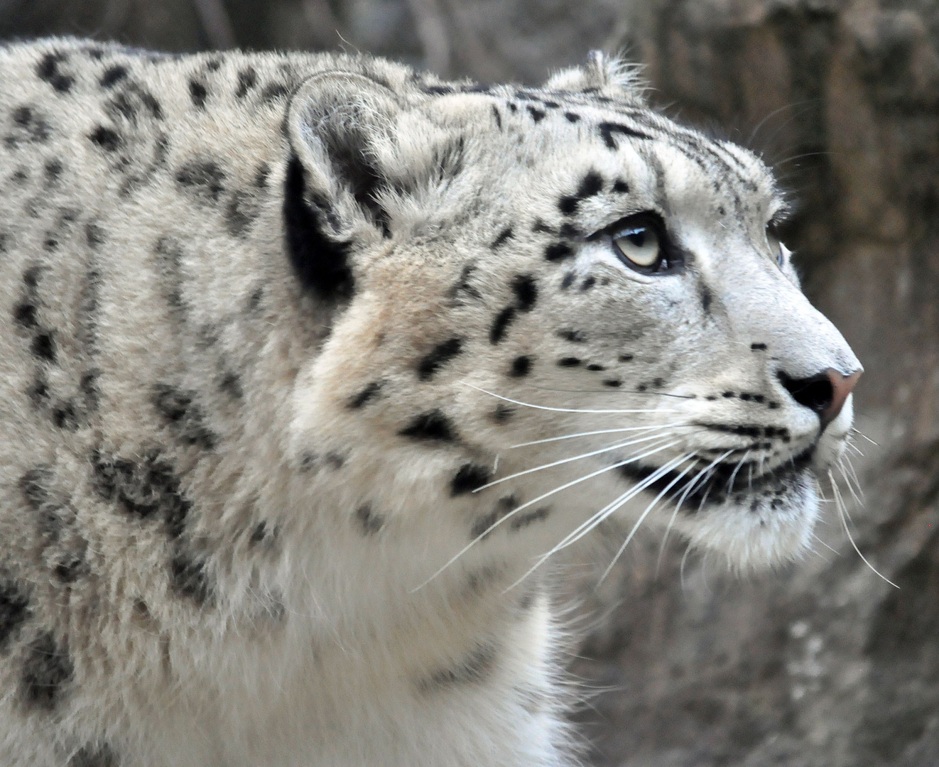 Schneeleopard - Kölner Zoo