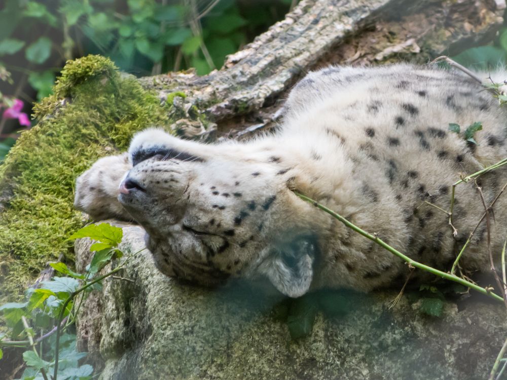 Schneeleopard macht Siesta