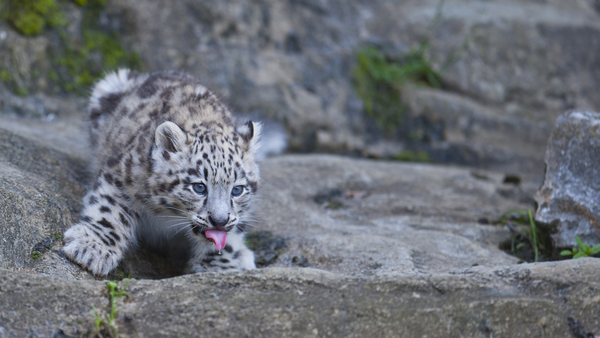 Schneeleopard "Mohan", Zoo Zürich, 2012