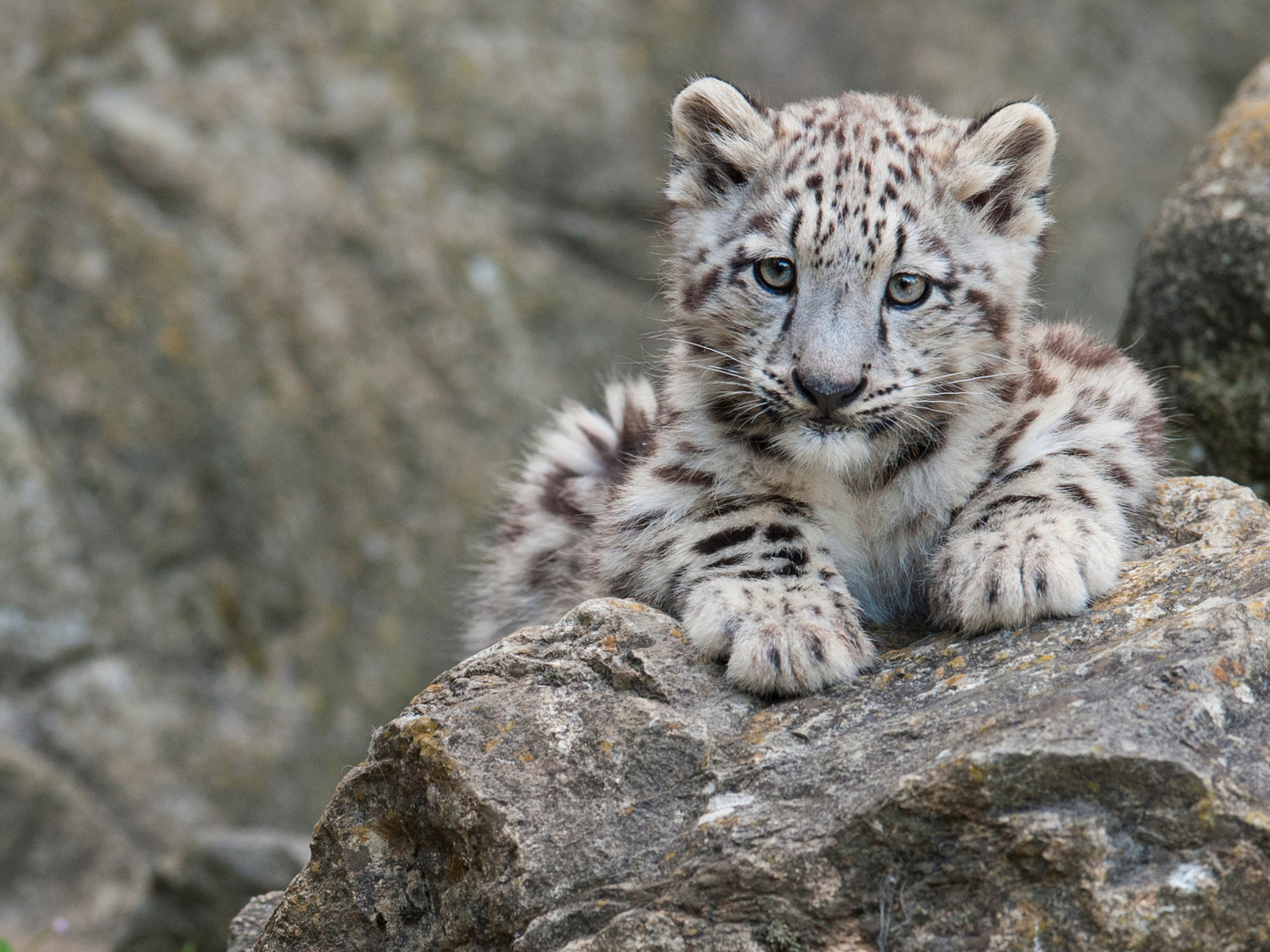 Schneeleopard "Mohan", Zoo Zürich, 2012