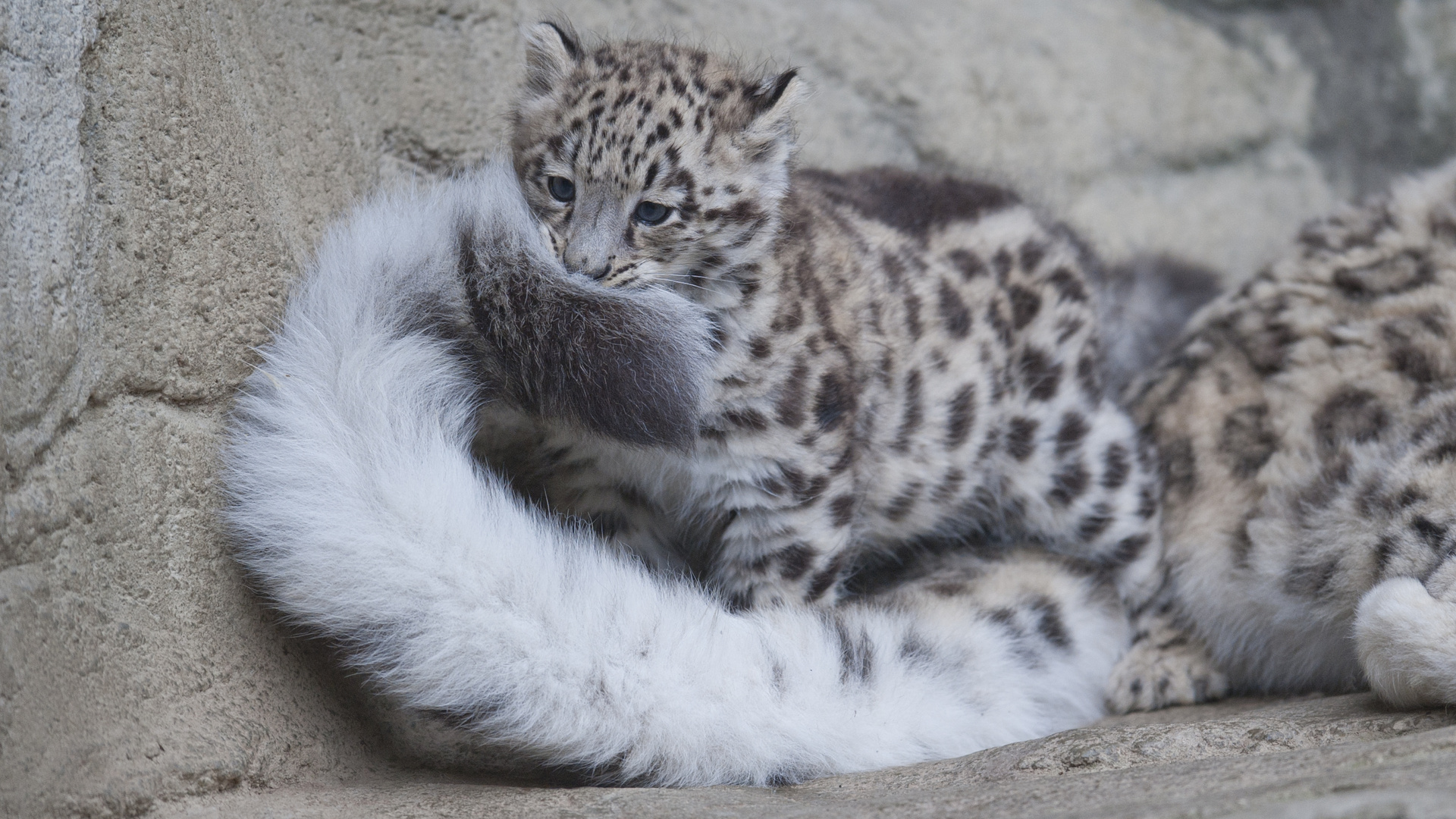 Schneeleopard "Mohan", Zoo Zürich, 2012