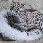 Schneeleopard "Mohan", Zoo Zürich, 2012