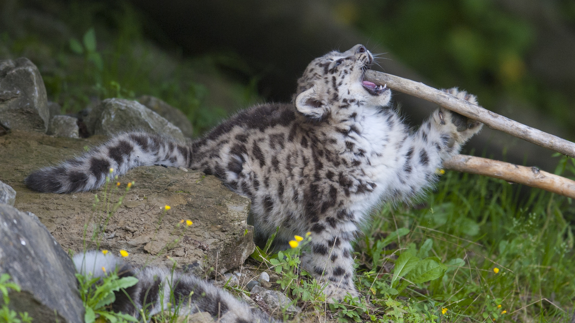 Schneeleopard "Mohan", Zoo Zürich, 2012