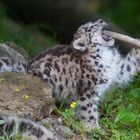 Schneeleopard "Mohan", Zoo Zürich, 2012