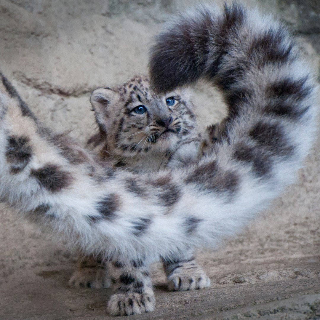 Schneeleopard "Mohan", Zoo Zürich, 2012